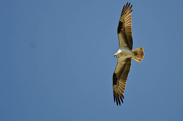 istock Osprey Hunting on the Wing in a Blue Sky 502177836
