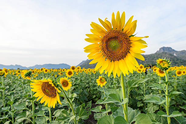 istock field of blooming sunflowers 502177932