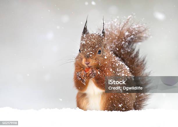 Eichhörnchen Im Winter Stockfoto und mehr Bilder von Tier - Tier, Winter, Eichhörnchen - Gattung
