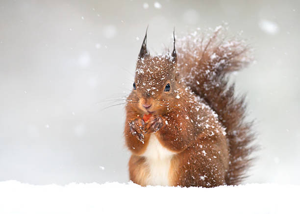 Red squirrel in winter Cute red squirrel in the falling snow, winter in England. squirrel stock pictures, royalty-free photos & images