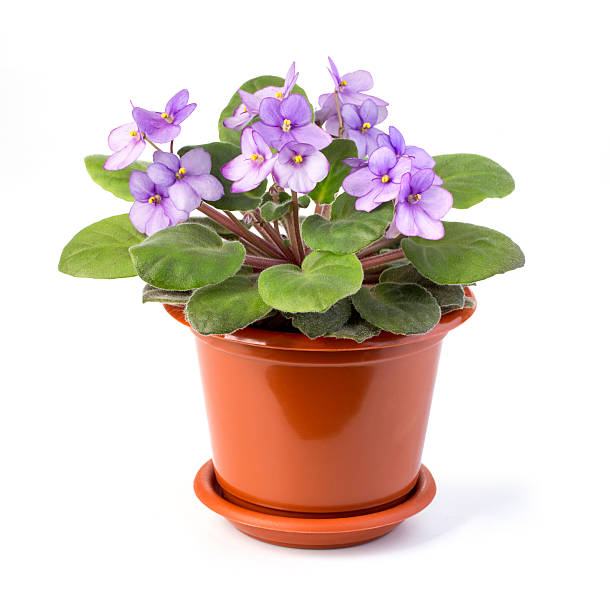 istock violet saintpaulia 502179386