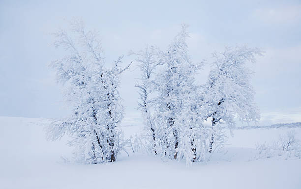 Snow filled trees Snow filled trees roros mining city stock pictures, royalty-free photos & images