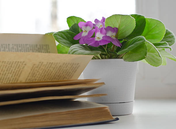 A young woman unwinds after work at home, reading a book in a comfortable chair. Surrounded by plants, she enjoys her leisure time in a serene living space.