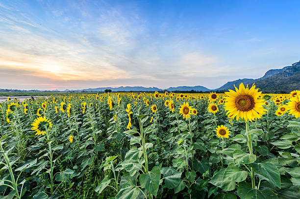 istock field of blooming sunflowers 502180802