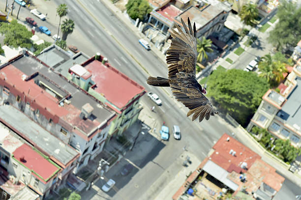A male California condor, or Gymnogyps californianus. An endangered species that is on its way to recovery.