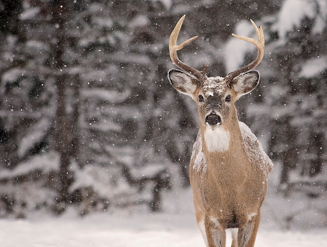 Close up image of a white-tailed deer buck amongst a scenic winter landscape.