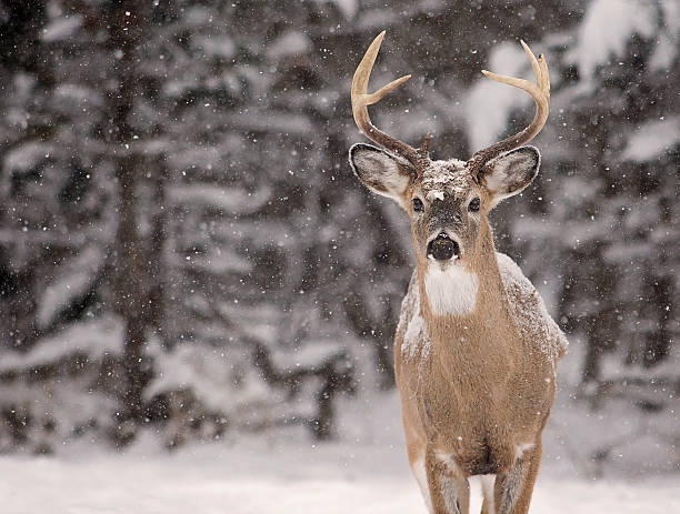 White-tailed deer buck Close up image of a white-tailed deer buck amongst a scenic winter landscape. snow and deer stock pictures, royalty-free photos & images