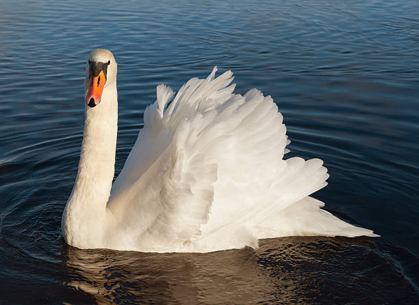 istock Swan on the water. 502181144