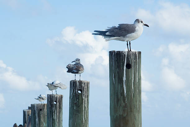 istock Beach birds on wooden posts 502181444