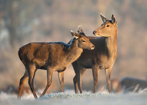 Red deer hind with a calf in winter.