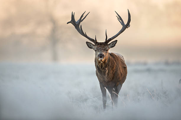 red deer en invierno - ciervo rojizo fotos fotografías e imágenes de stock