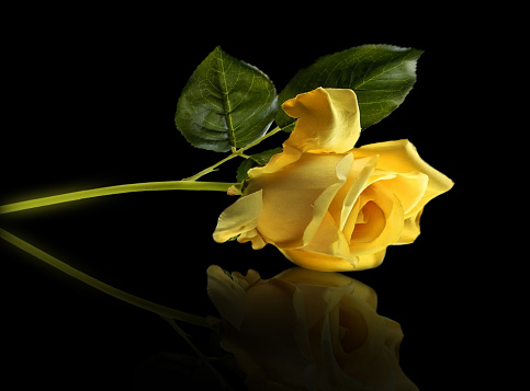 Yellow rose on a black background