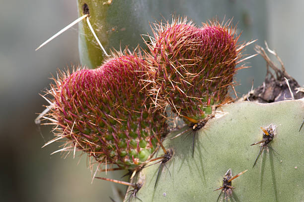 Fruits of the prickly pear (Opuncia vulgaris Two fruits of the prickly pear (Opuncia vulgaris) in the form of two hearts. Concept of love opuntia vulgaris stock pictures, royalty-free photos & images