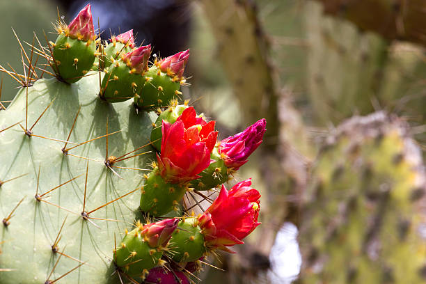Flowers and fruits of prickly pear cactus (Opuncia vulgaris Flowers of prickly pear cactus (Opuncia vulgaris) opuntia vulgaris stock pictures, royalty-free photos & images