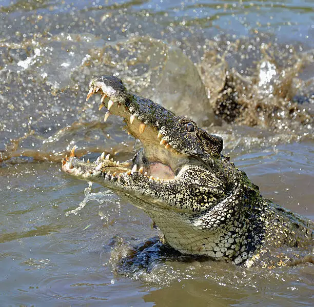 Photo of Cuban crocodile jumps out of the water