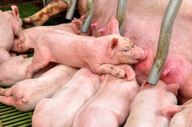 istock Baby pig in a pigsty 502188540