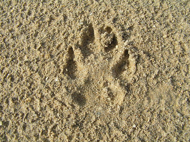 istock animal footprint 502188554