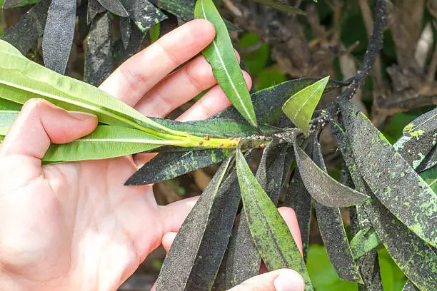 Oleander aphid struck. Plant insect mealybugs infestation 