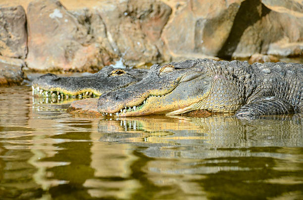 istock Amphibian Prehistoric Crocodile 502188854