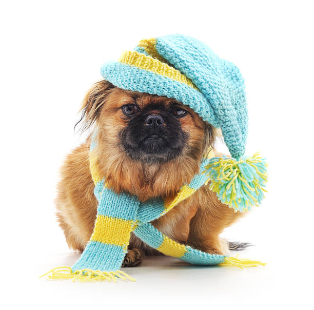 istock Dog in a hat and scarf. 502189124