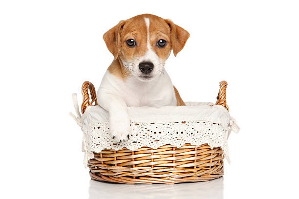 istock Jack Russell puppy in basket 502189214
