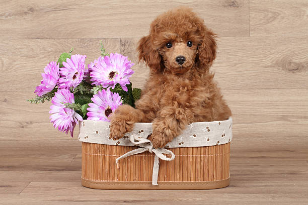 istock Dwarf poodle puppy in basket 502189250