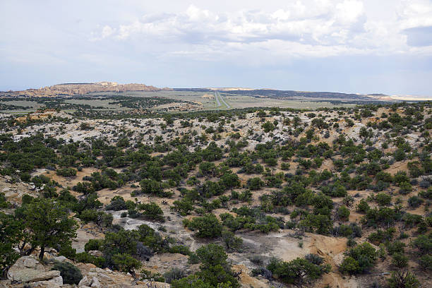 istock Tree on the San Rafael Swell 502189354