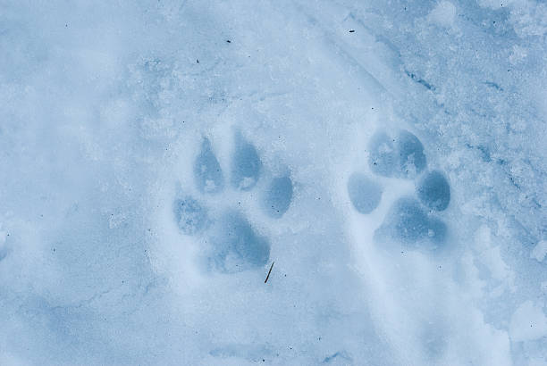 wolf 트랙 - snow footprint winter animal track 뉴스 사진 이미지