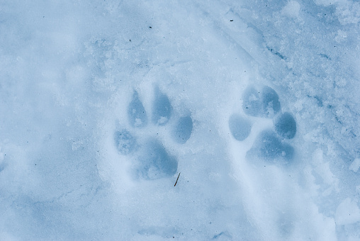 Traces of the wolf in the snow, icy