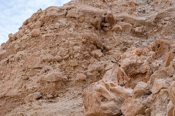 istock Nubian Ibex at Ein Gedi nature reserve 502191010
