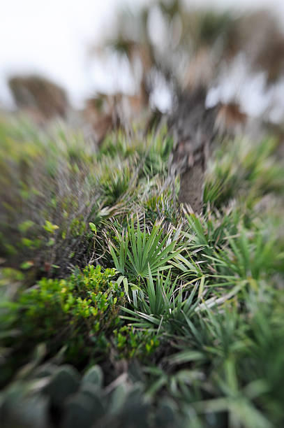 istock Palmettos, Dune Plants, and Palm Tree 502191232