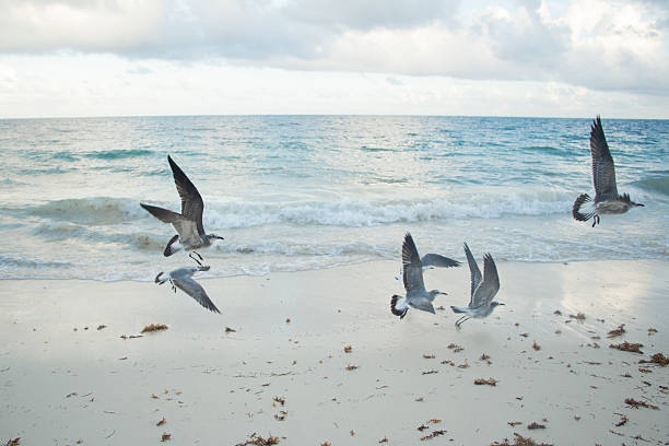 istock Flock of beach birds flying 502191924