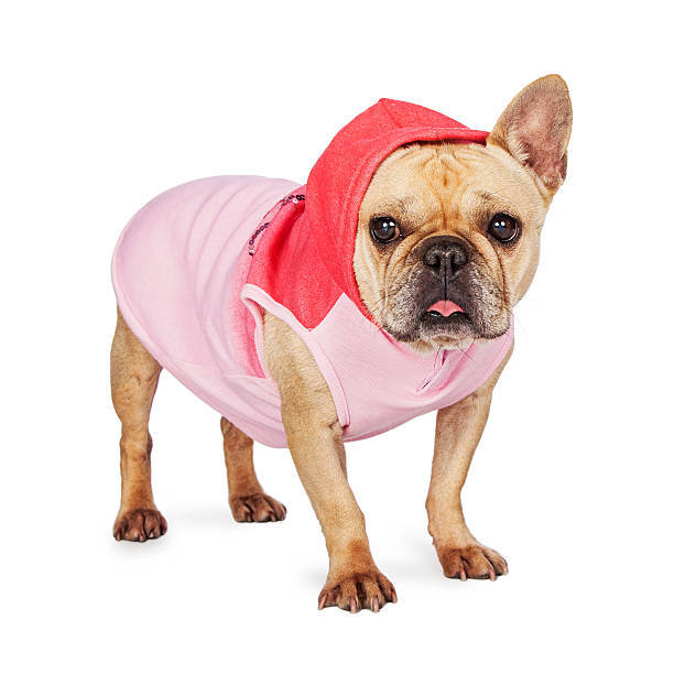 istock French Bulldog Wearing Pink Sweatjacket 502192212