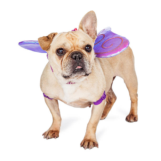 istock Dog Wearing Butterfly Wings 502192222