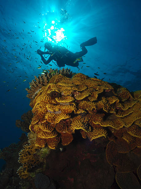 istock Coral reef with diver silhouetted against the sun 502192349