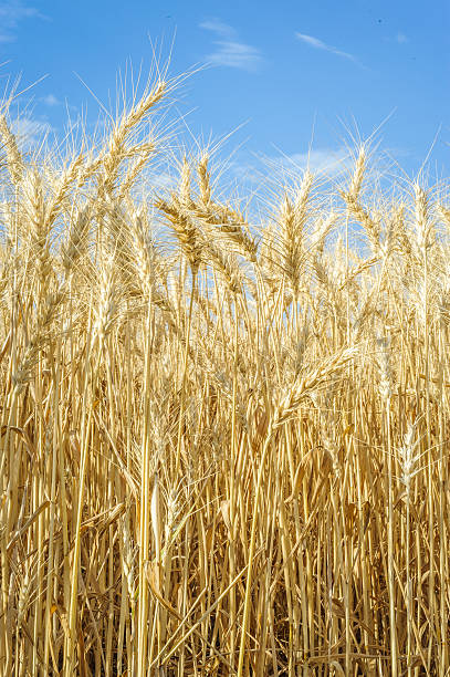 istock Wheat in the Field and Sky 502192420
