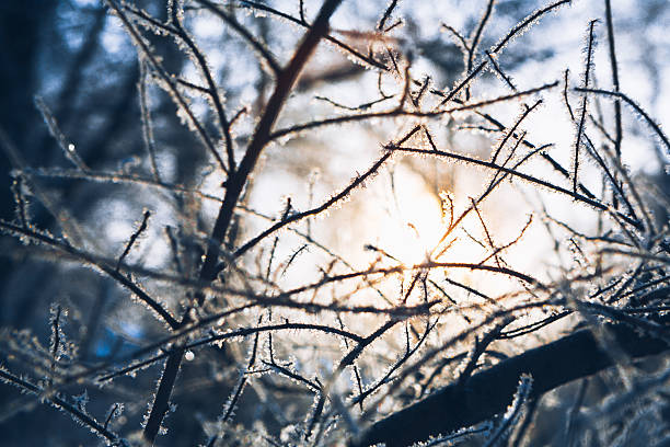 istock tree branches in hoarfrost the winter on a blurred sun 502192852