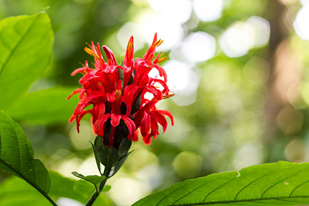 Nice Red flower in Botanical Garden Singapore