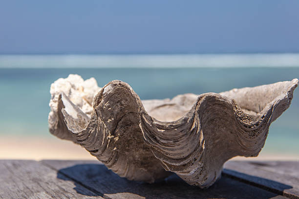 istock Indonesian Gili Trawangan Beach and Shell 502193096