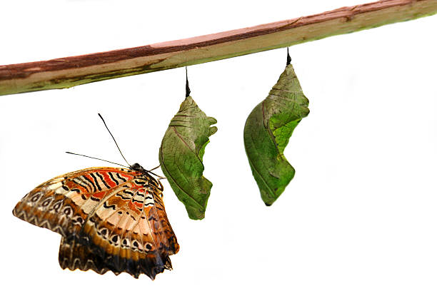 istock Lacewing Butterfly on Pupae over white 502193349