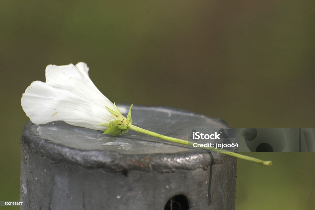 Calystegia Sepium Blossom - Lizenzfrei 2000-2009 Stock-Foto