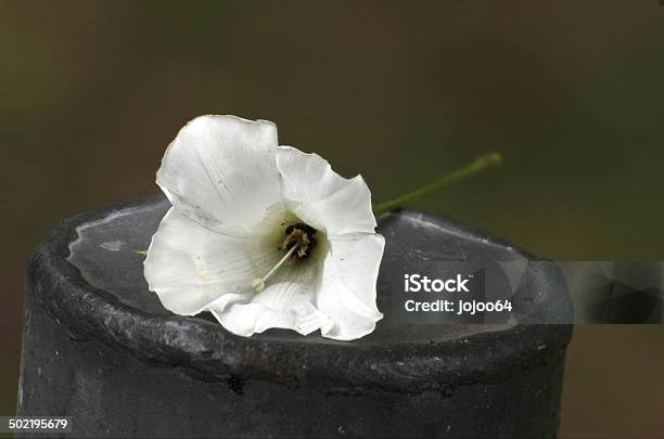 Calystegia Sepium Flor Foto de stock y más banco de imágenes de 2000-2009 - 2000-2009, Acero, Aire libre