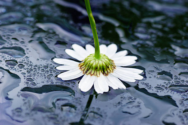 istock Artistic macro of wet daisy flower, love nature, reflection 502195895