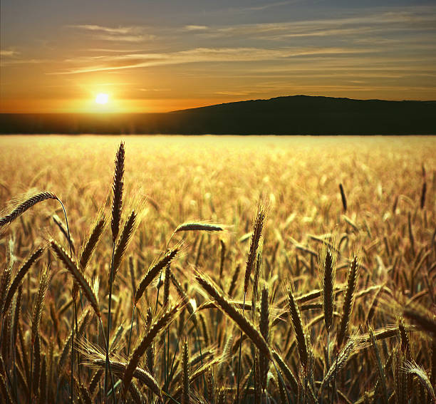 istock Sunset landscape with wheat in foreground 502196177