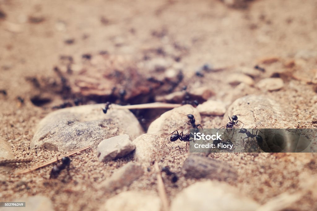 Tilt shift de Fourmi s nest. - Photo de Affaires Finance et Industrie libre de droits