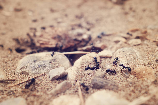 istock Tilt shift of ant's nest. 502196249