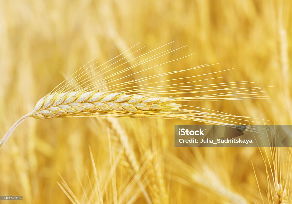 wheat field, natürlichen Sommer Hintergrund - Lizenzfrei Agrarbetrieb Stock-Foto