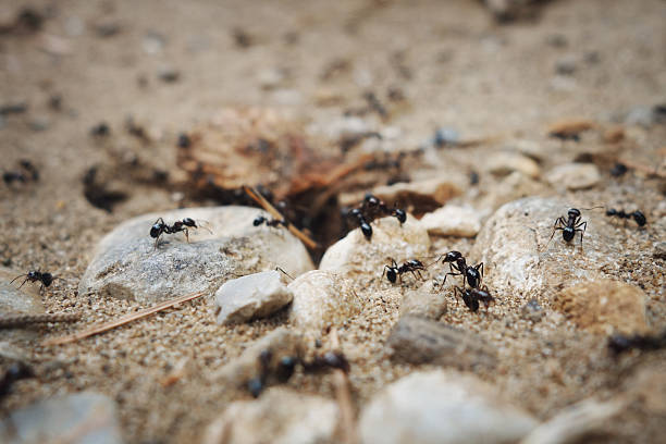 istock Tilt shift of the ant's nest. 502198053