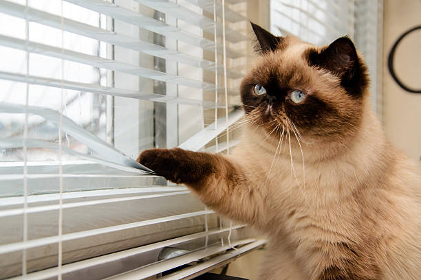 Cat looking outside through window blinds Cat is looking outside through window blinds mesmerised stock pictures, royalty-free photos & images