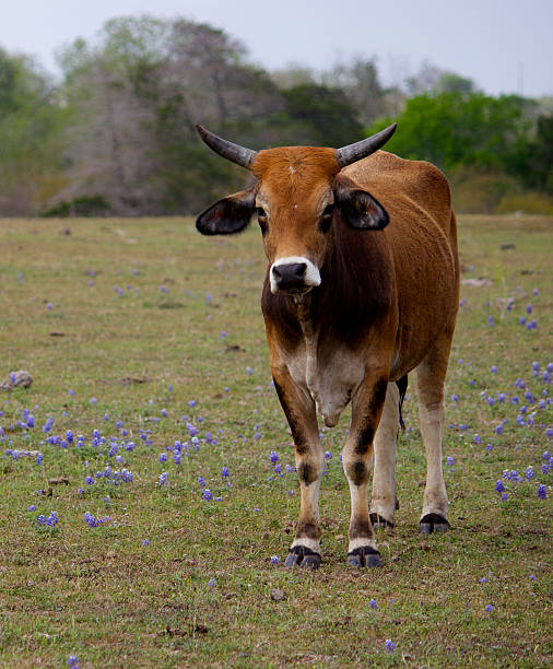 istock Texas Cow in Bluebonnets 502210156